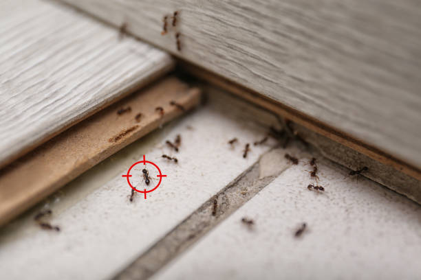 Best Best Pest Control Companies  in Liberty City, TX