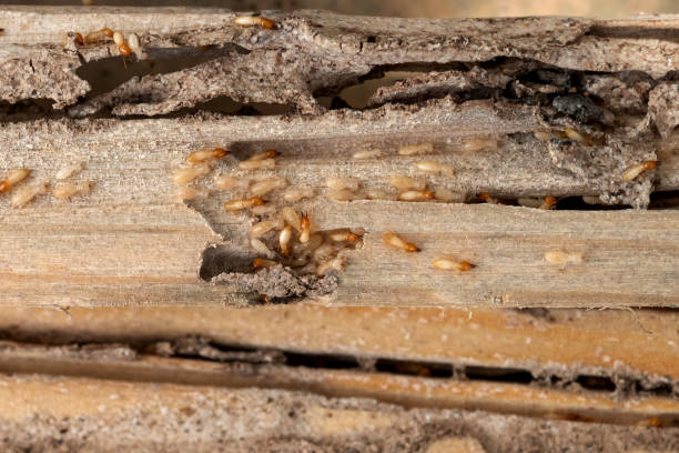 Best Residential Pest Control  in Liberty City, TX