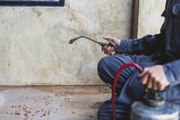 Best Local Pest Control Services  in Liberty City, TX